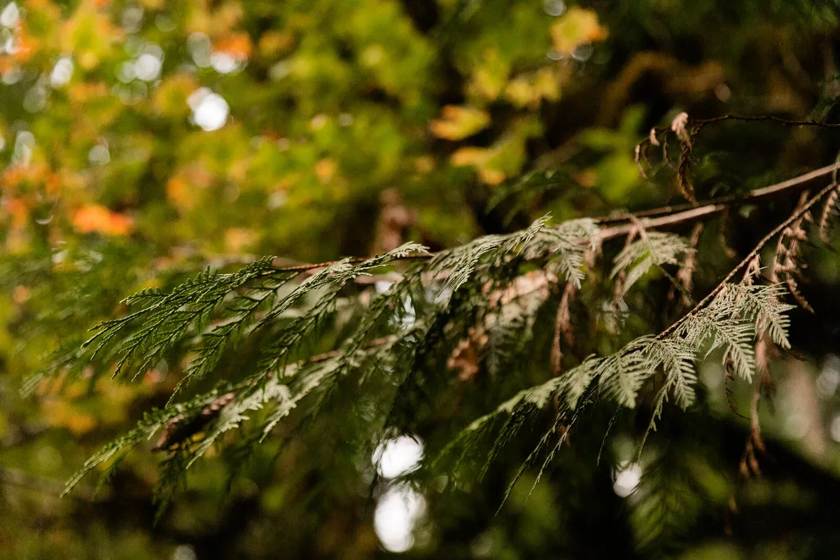 Cedar branches in the forest